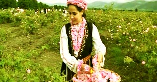 Festival of roses held in Bulgaria
